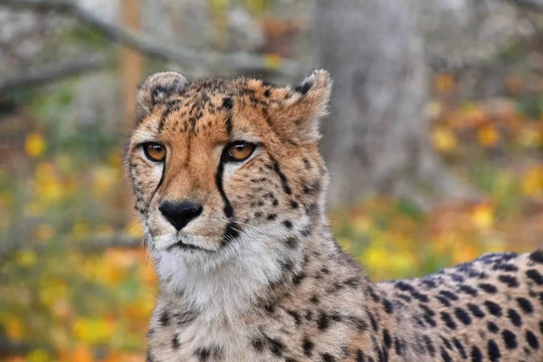 Jak szybko biega gepard? Zaskakujące fakty o jego prędkości